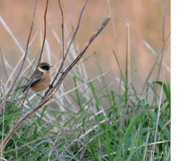 aiuto identificazione.